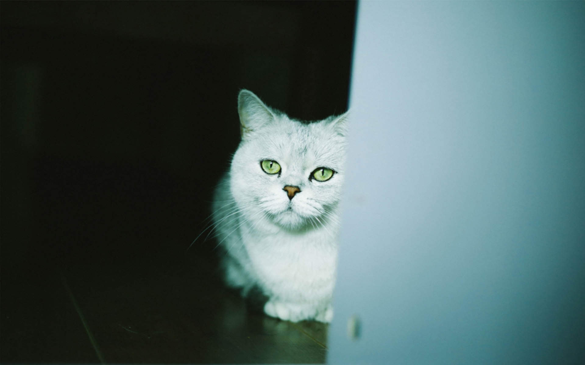 90后性感小猫咪写真图片