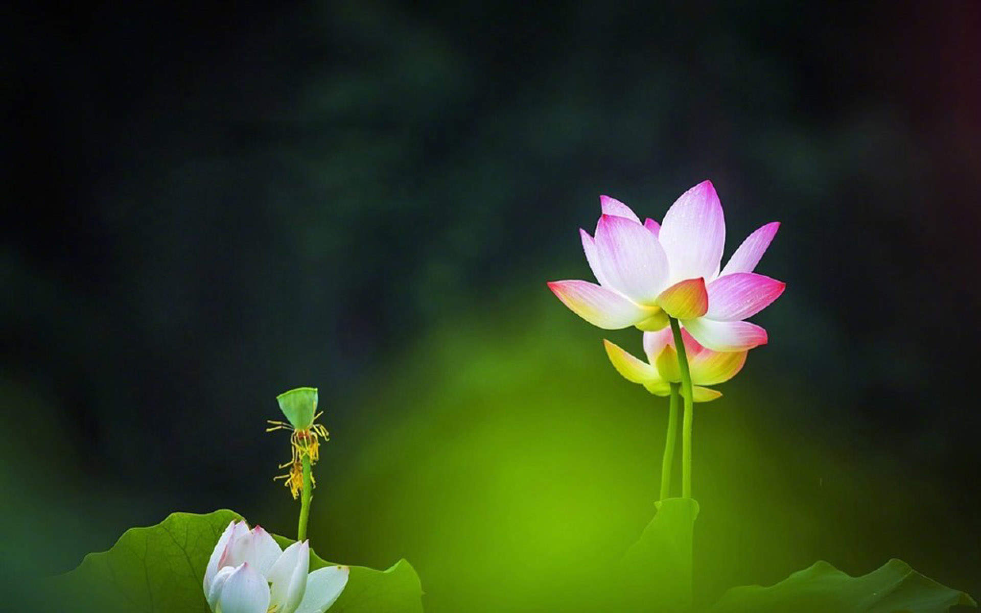 清新夏日荷花高清桌面壁纸图片