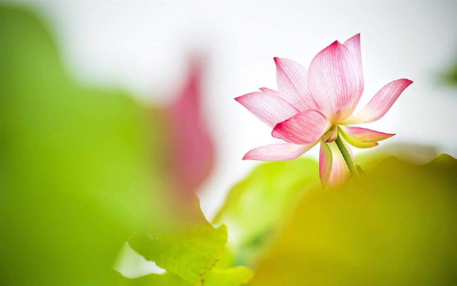美丽的荷花8月日历桌面壁纸图片