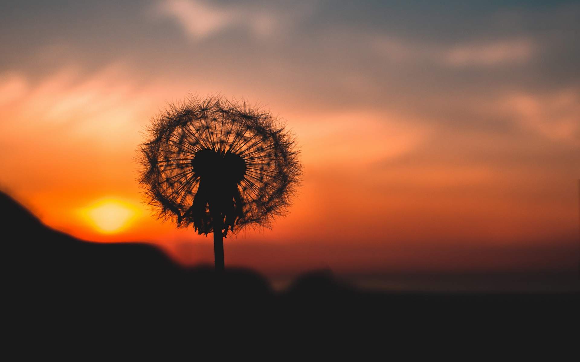蒲公英图片