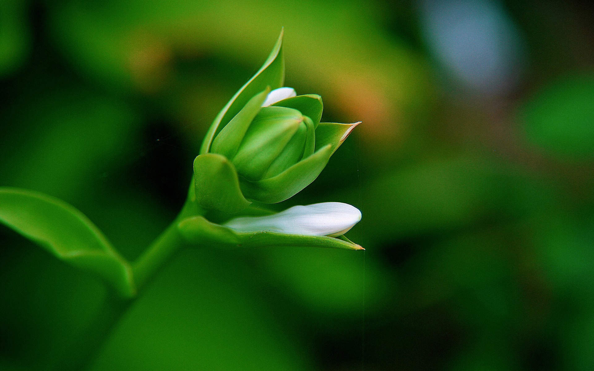 小清新植物嫩芽图片桌面壁纸图片