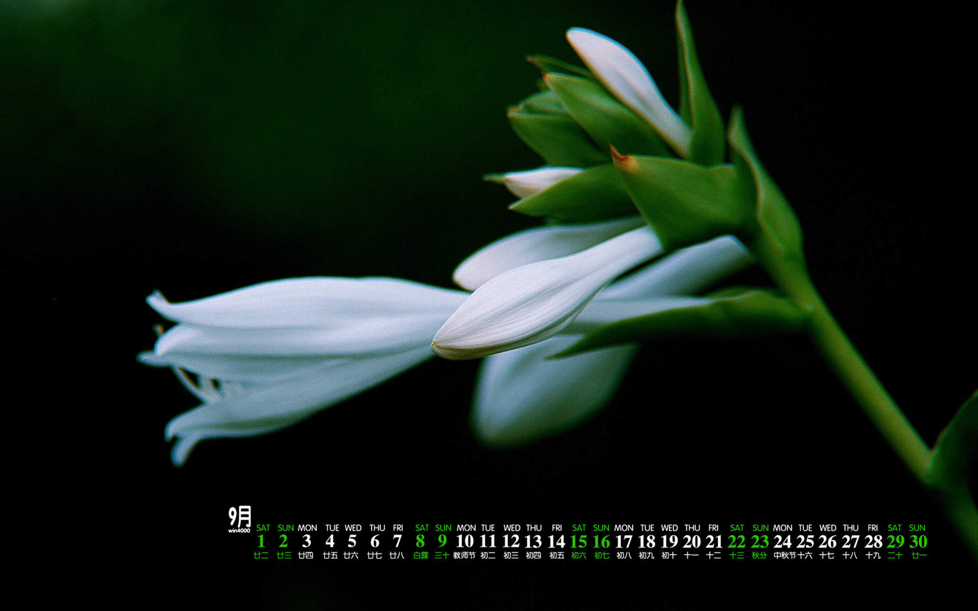 小清新植物嫩芽图片桌面壁纸图片