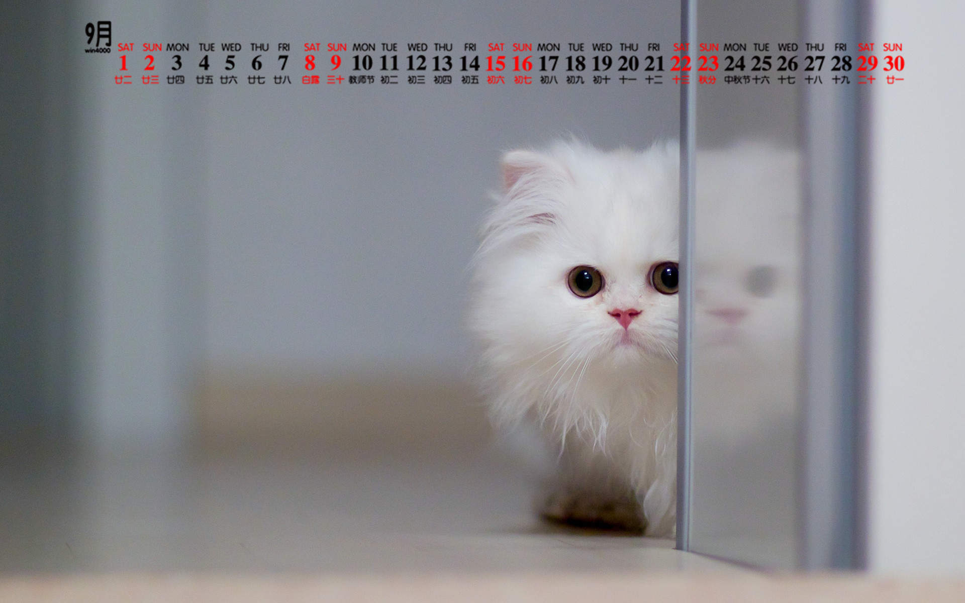宠物搞笑图片：和植物一起生长的可爱猫咪图片图片