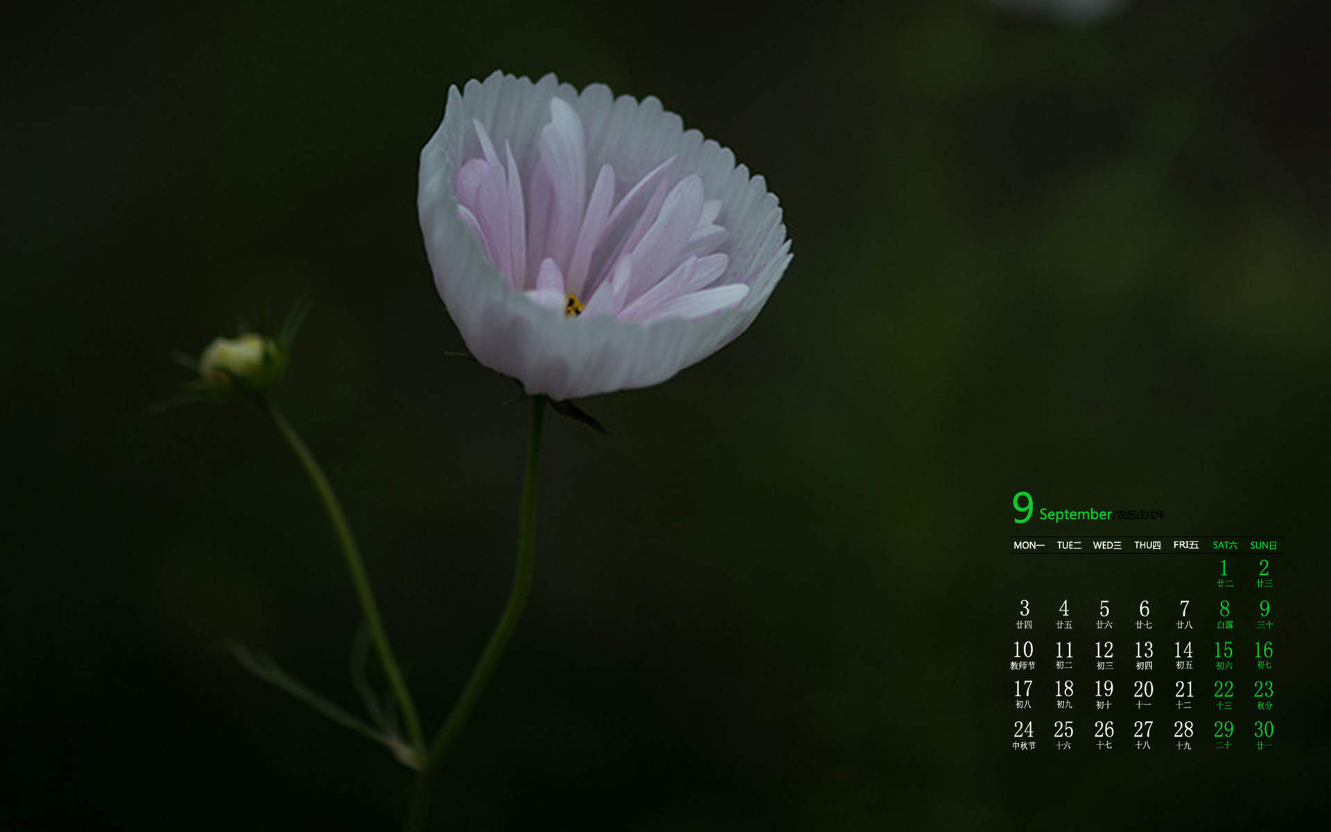 绿色植物图片