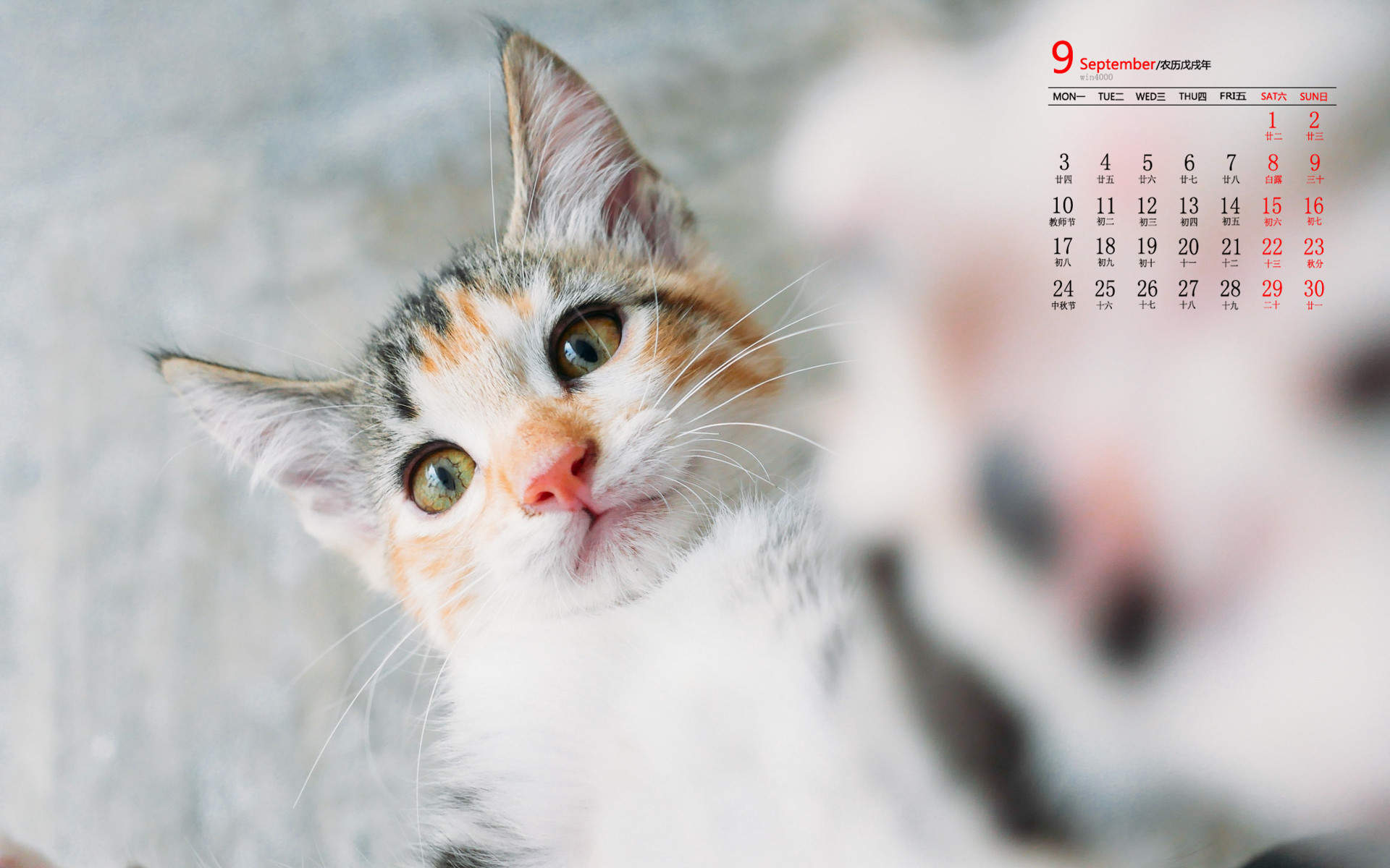 宠物搞笑图片：和植物一起生长的可爱猫咪图片图片