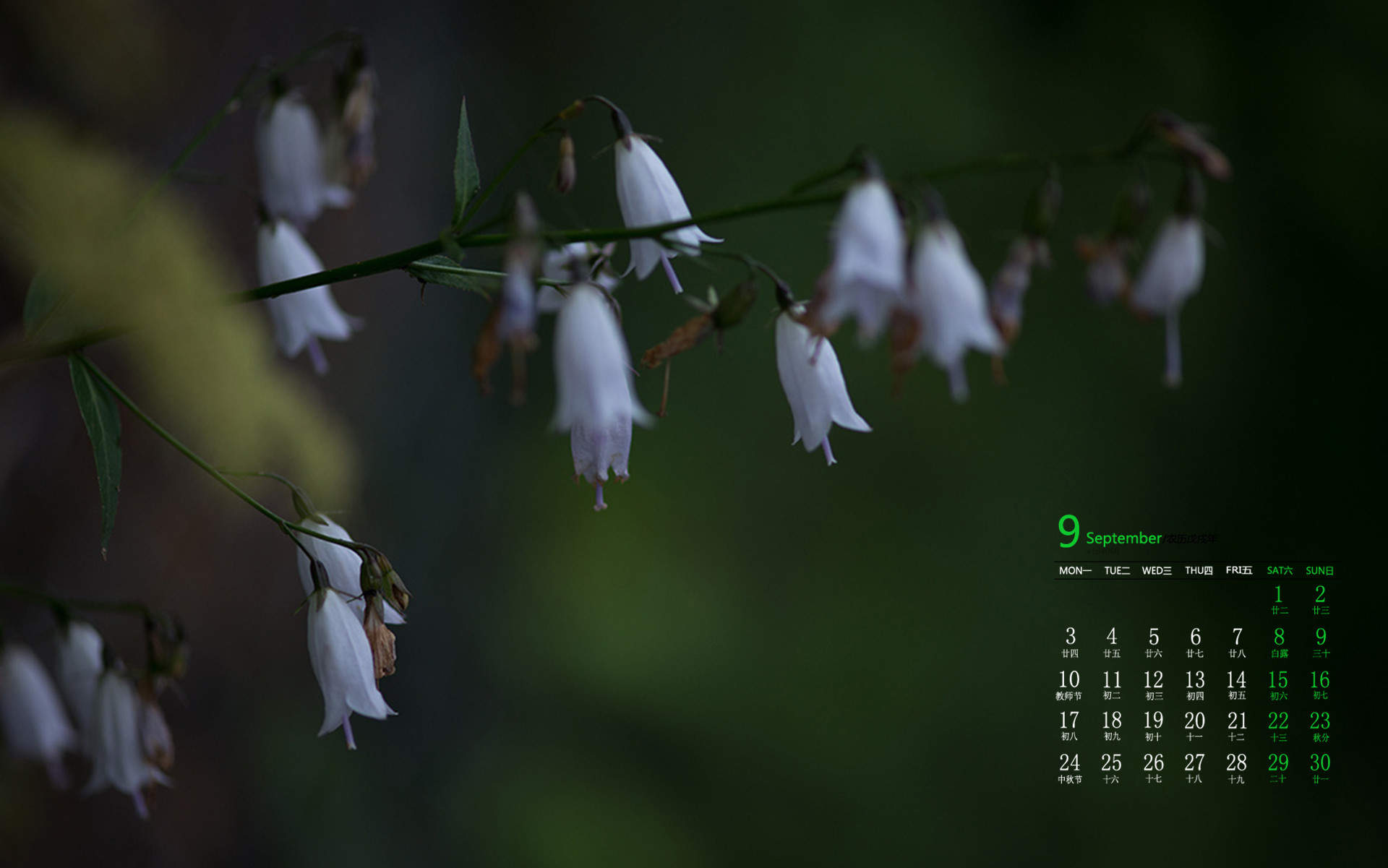 唯美清新绿色植物花卉高清摄影素材图片欣赏图片