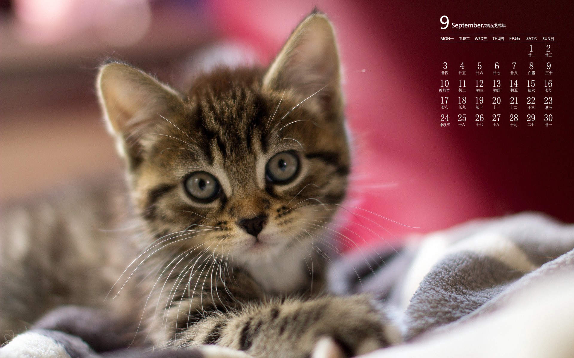 极具意境视角独特的喵星人照片高清可爱猫咪图片合集图片