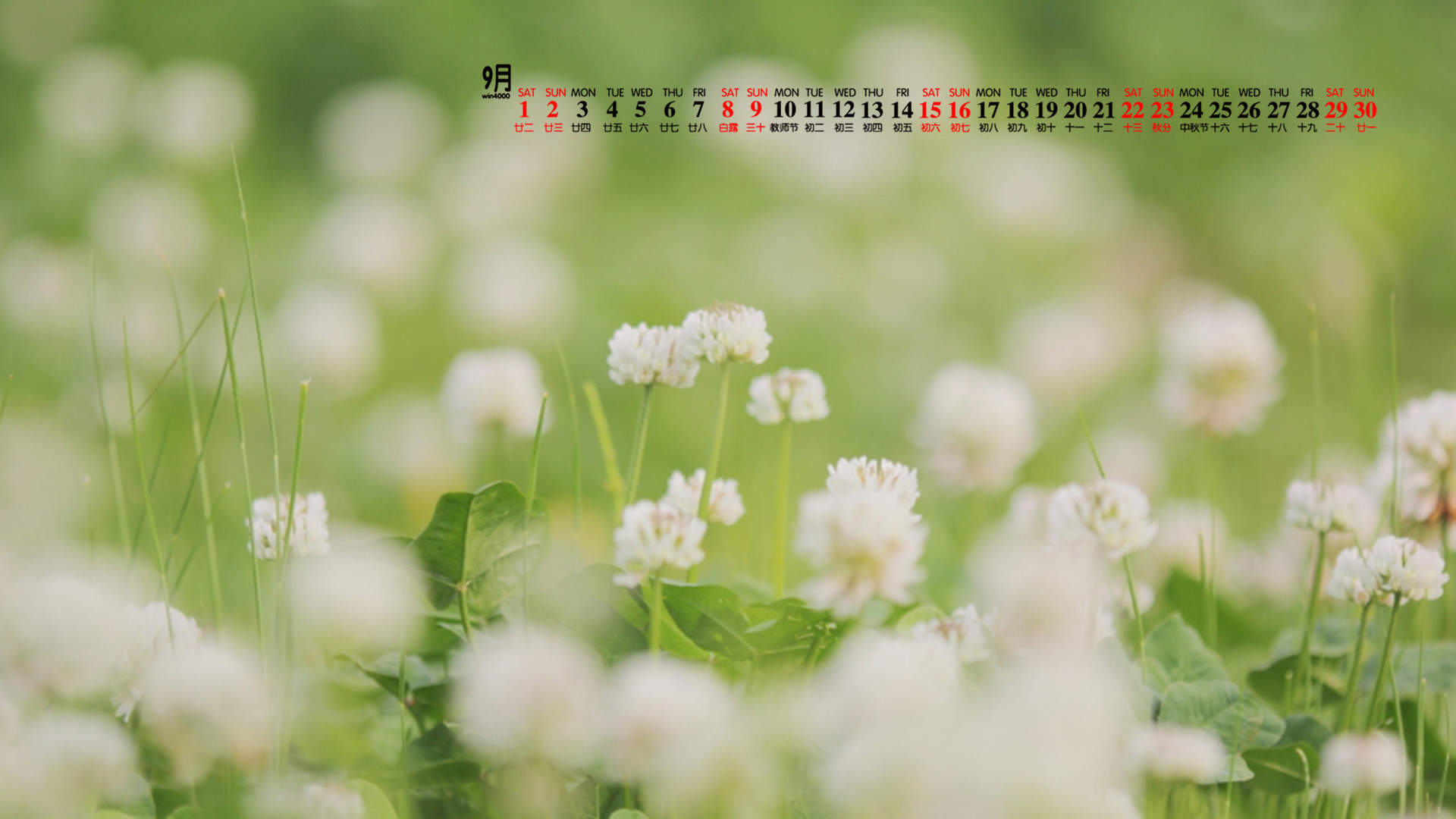 绿色植物图片