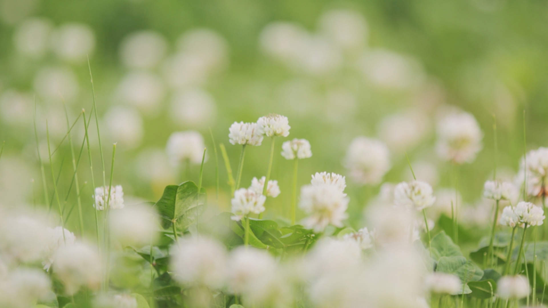 绿色植物图片