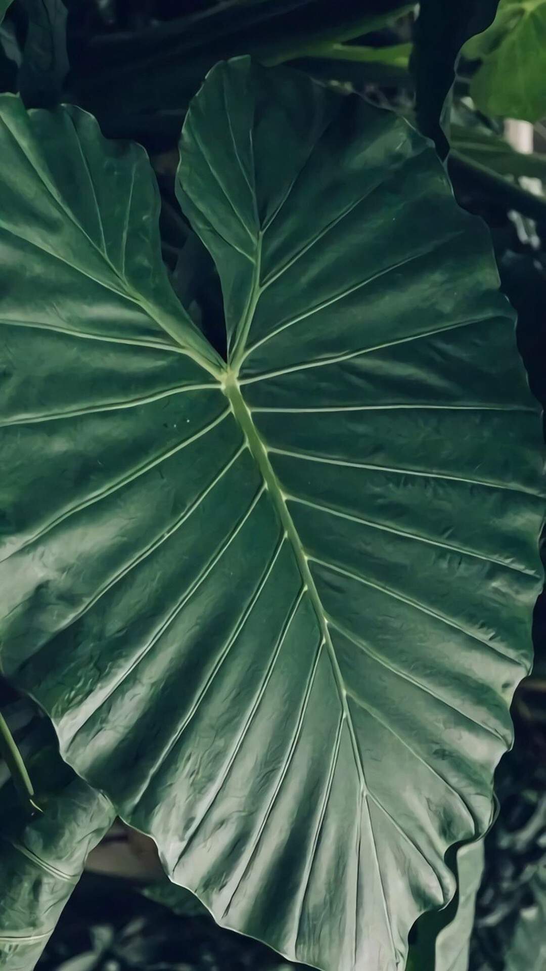 绿色植物图片