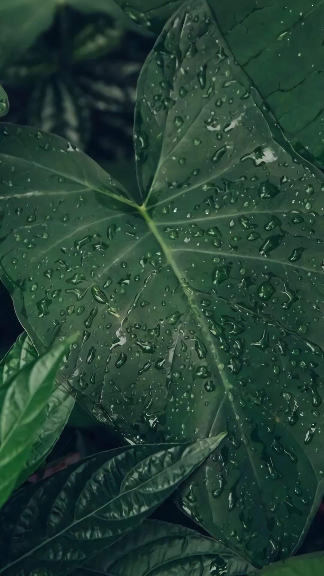 绿色植物图片