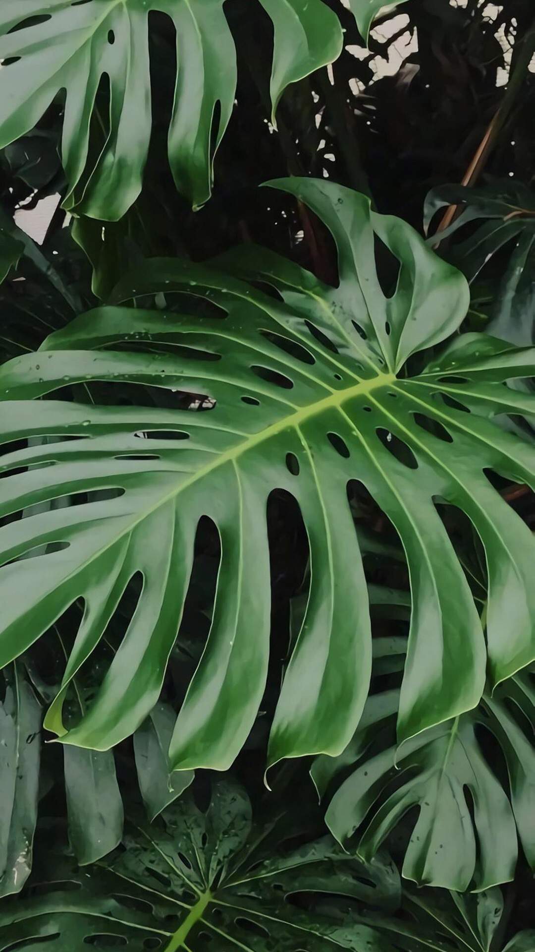 绿色植物图片