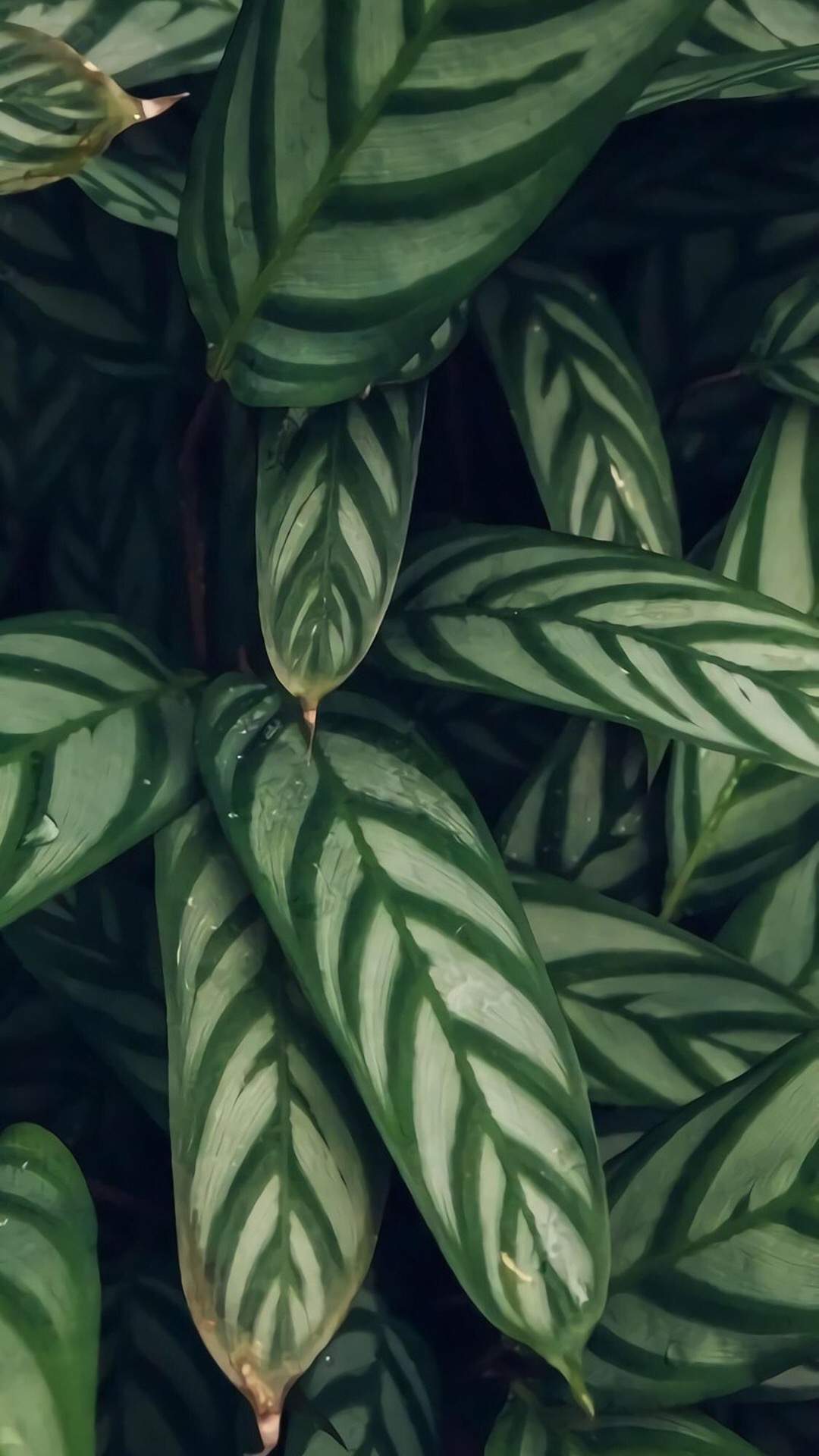 绿色植物图片