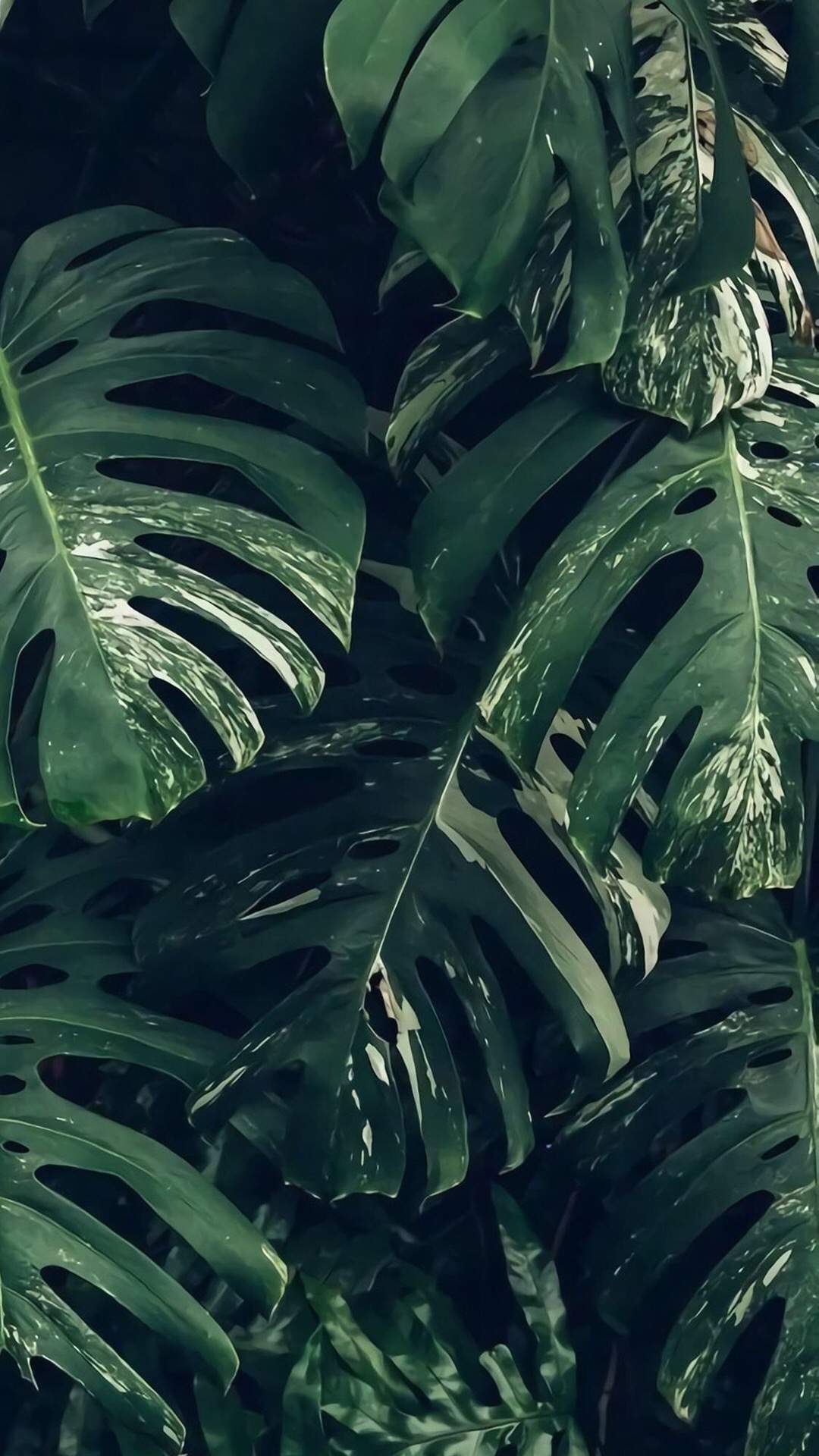绿色植物图片