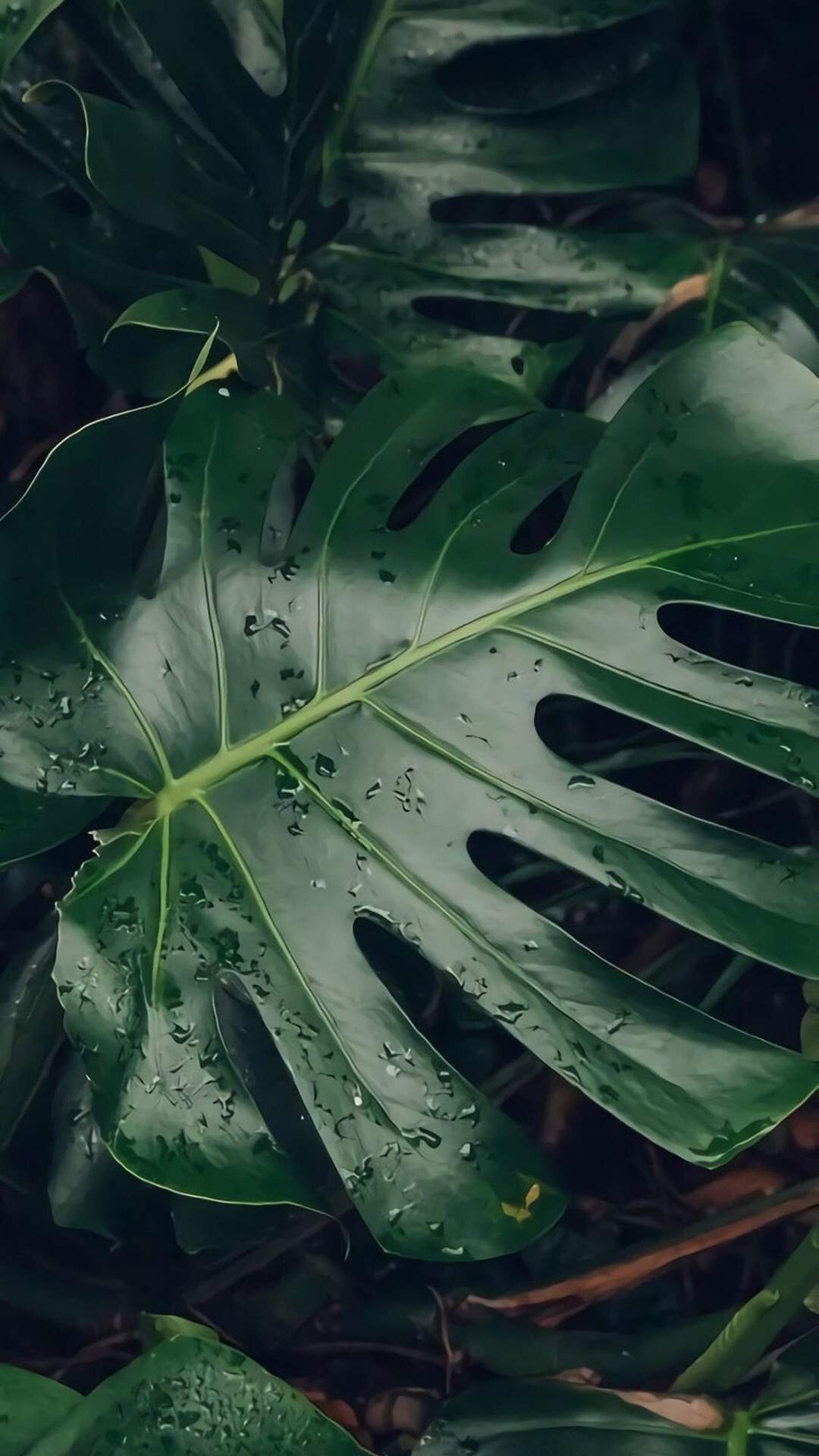 绿色植物图片