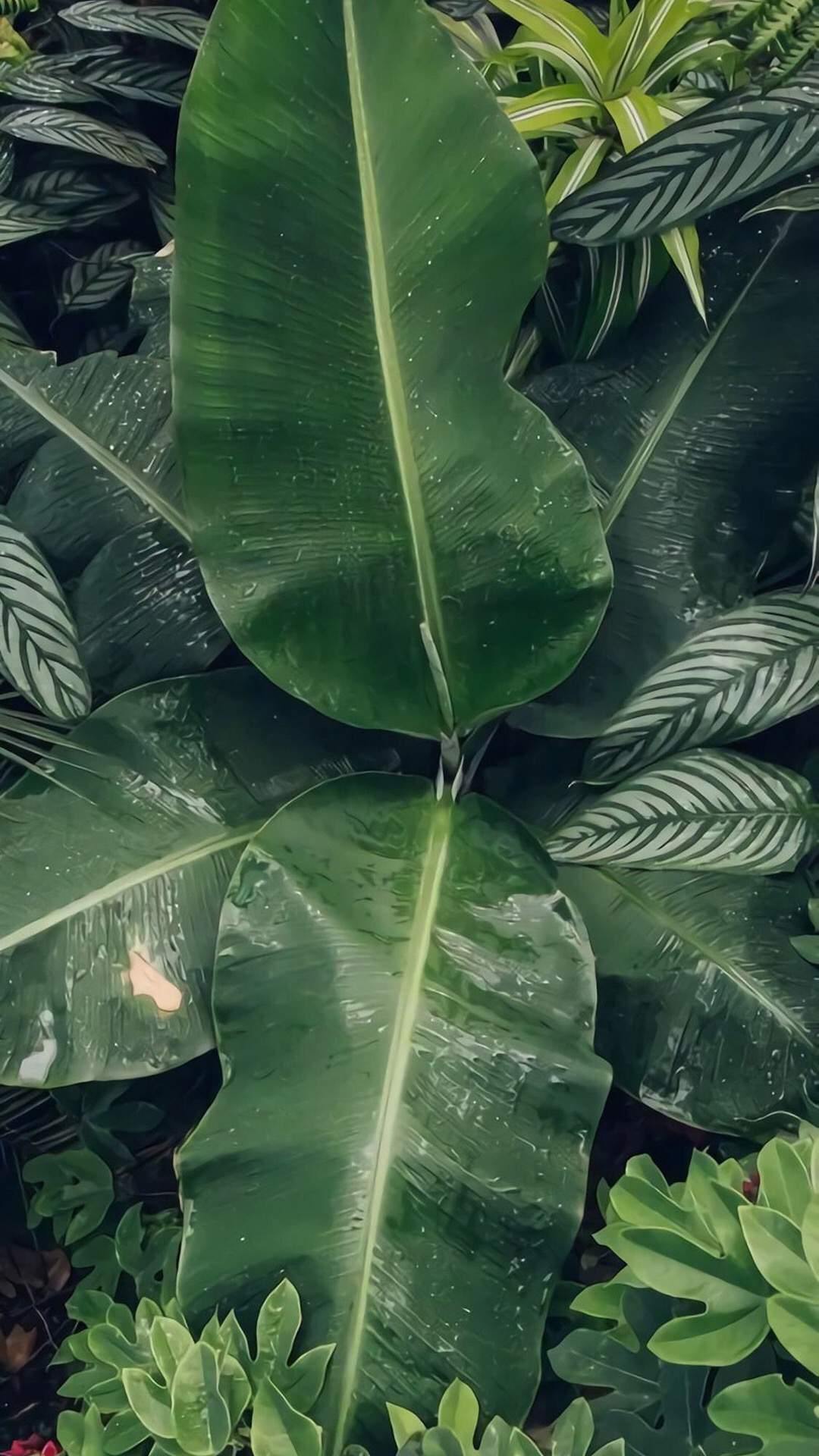 绿色植物图片