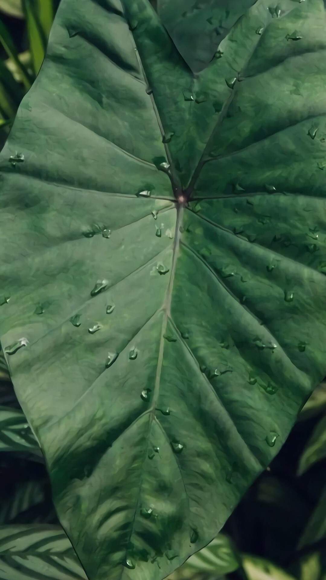 小清新绿色植物高清桌面壁纸图片