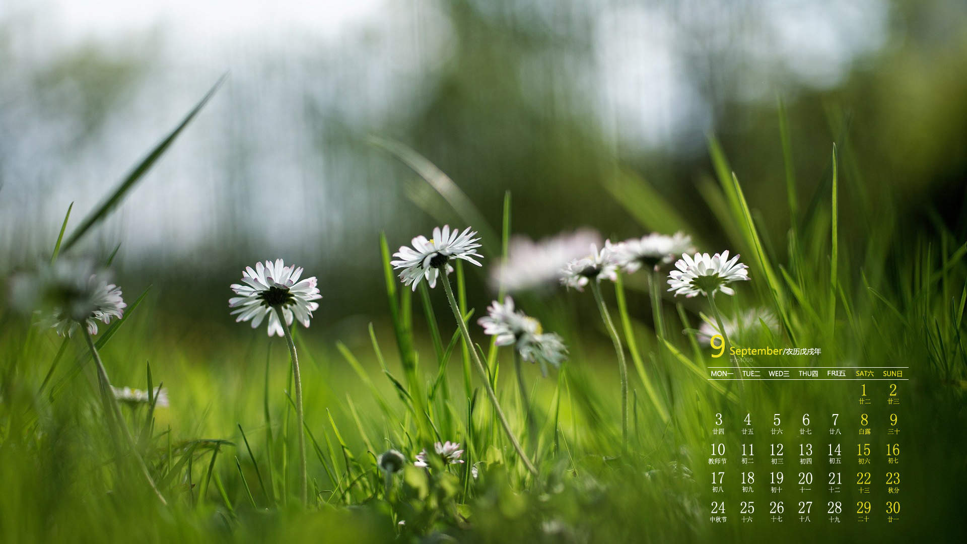 绿色植物图片