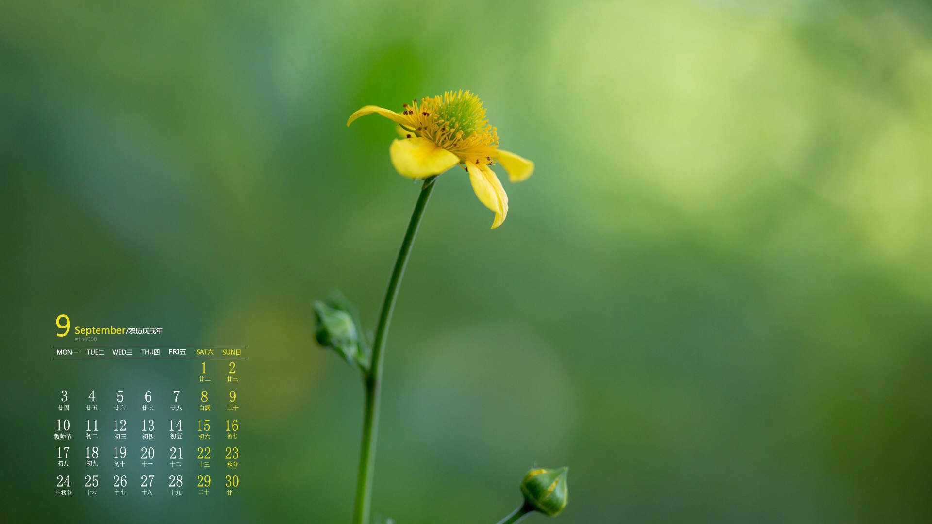 绿色植物图片