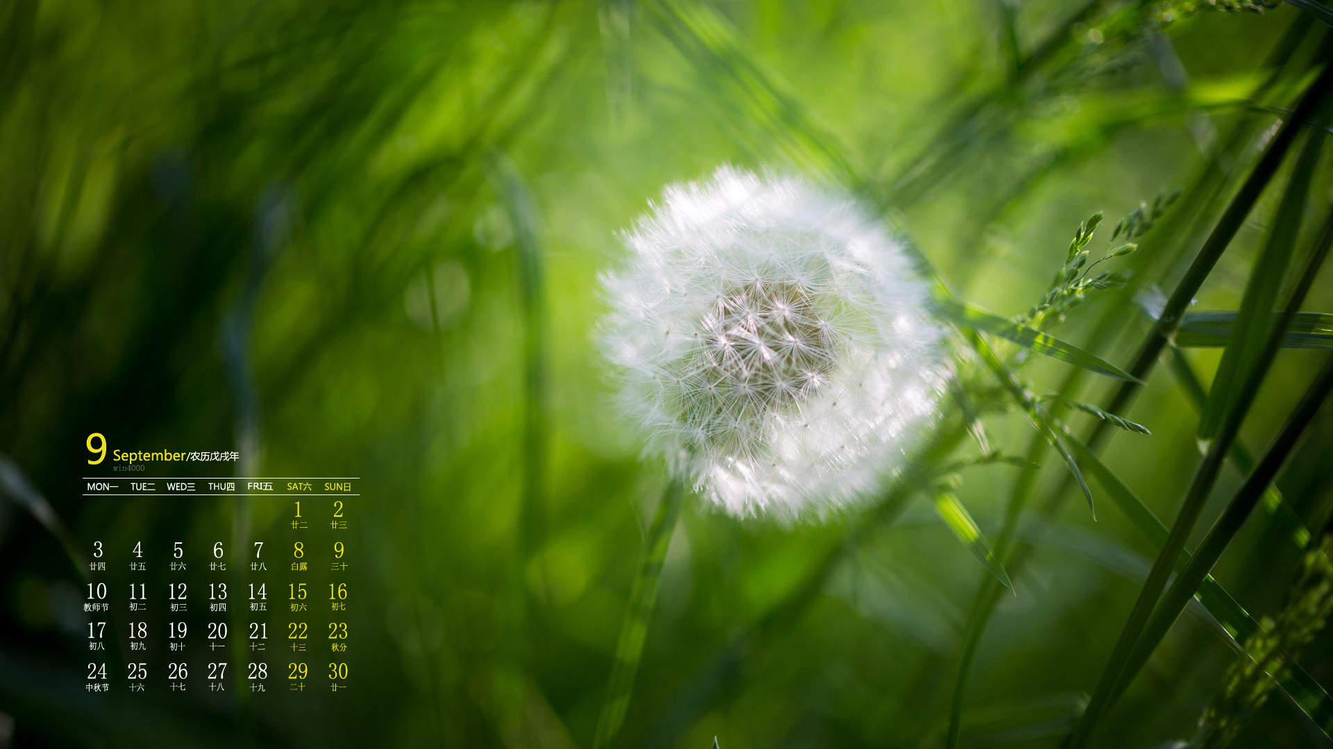 绿色植物图片