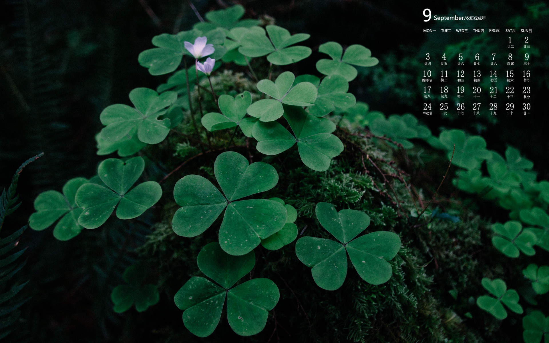绿色植物图片