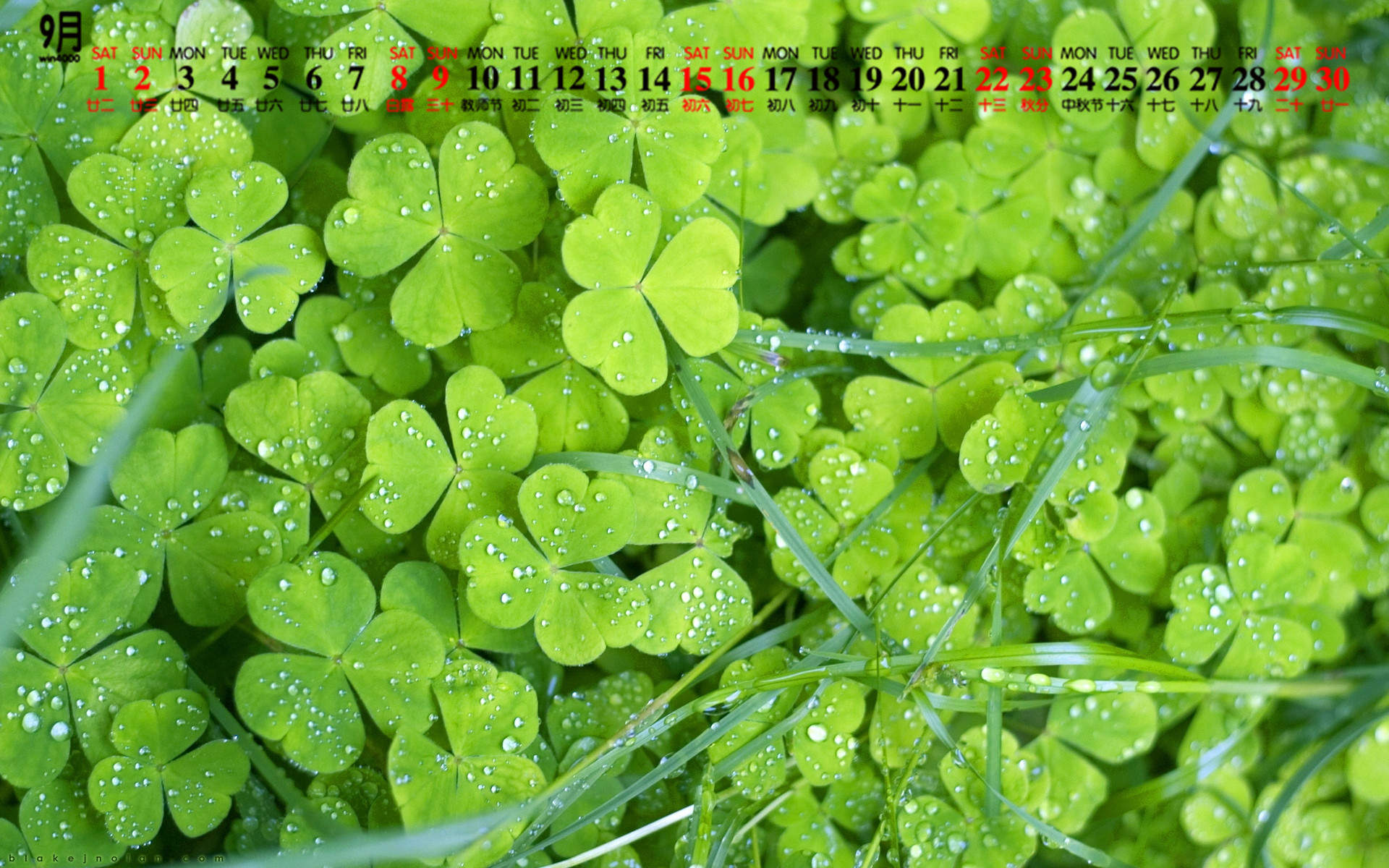 绿色植物图片