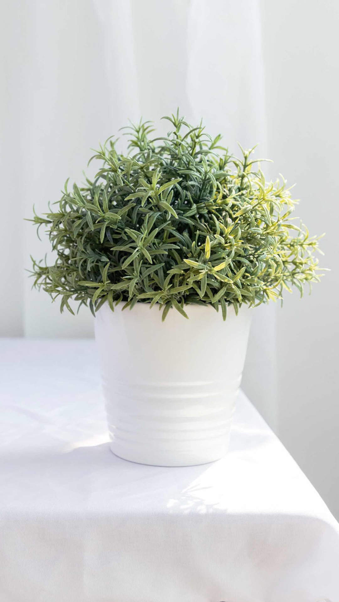 唯美清新绿色植物花卉高清摄影素材图片欣赏图片