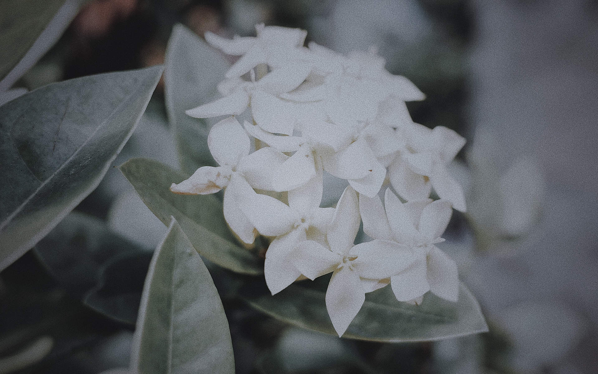 绿色植物图片