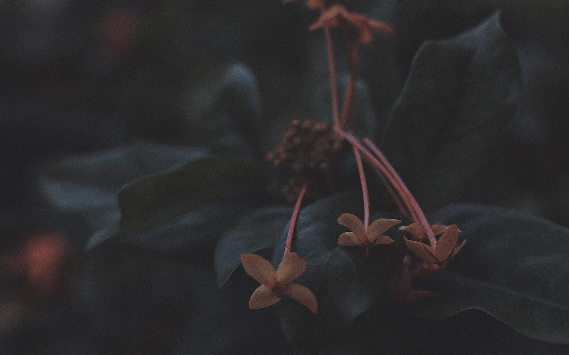绿色植物图片