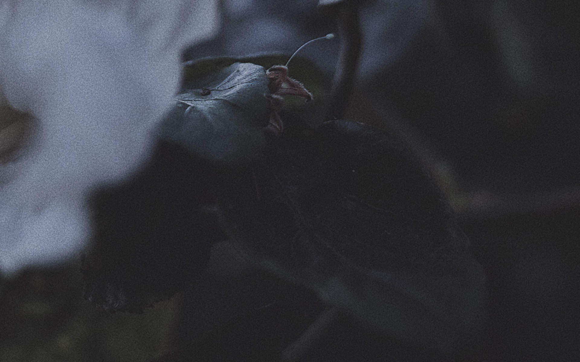 绿色植物图片