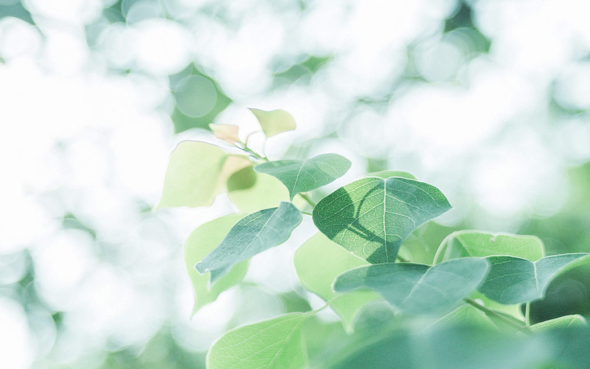 绿色植物图片