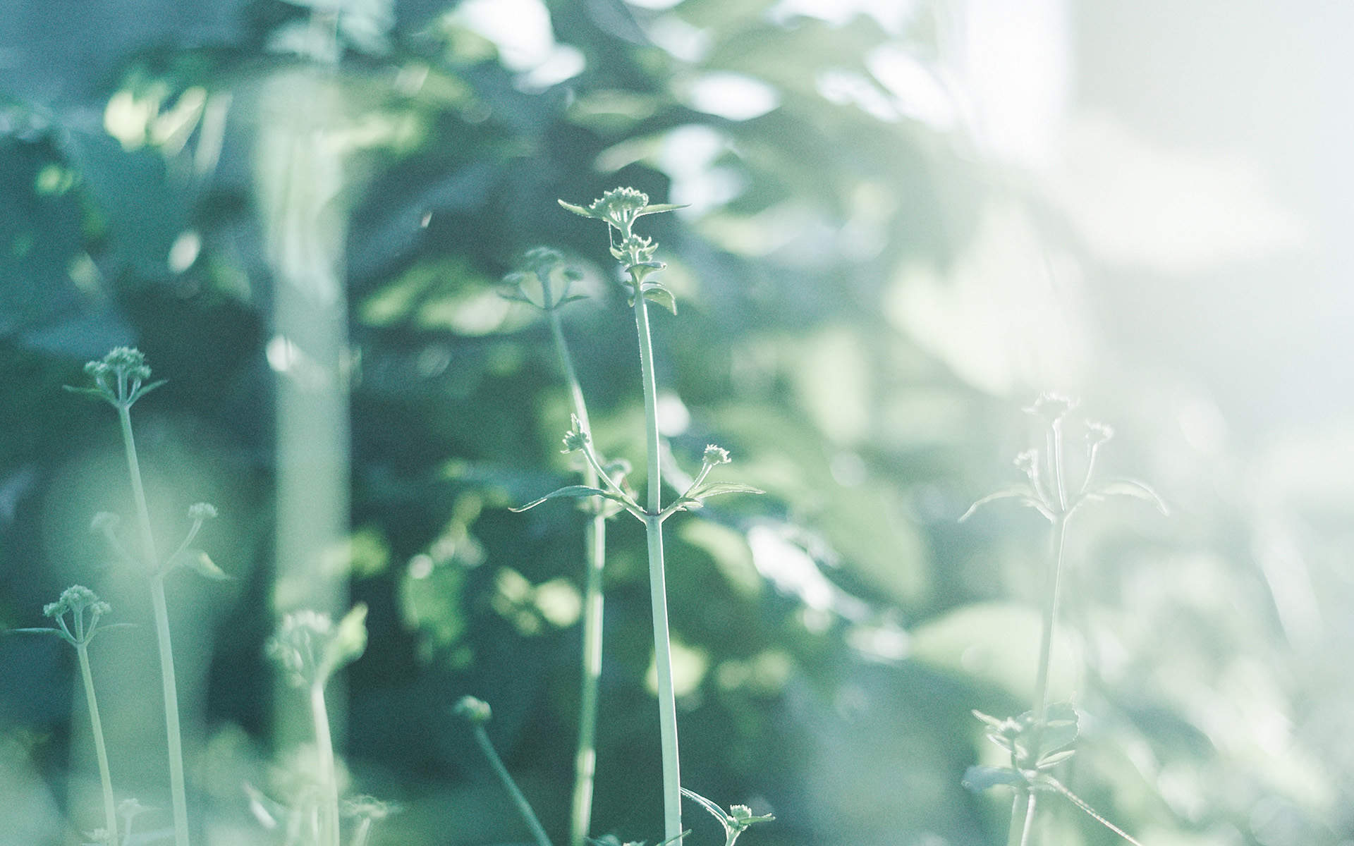 绿色植物图片