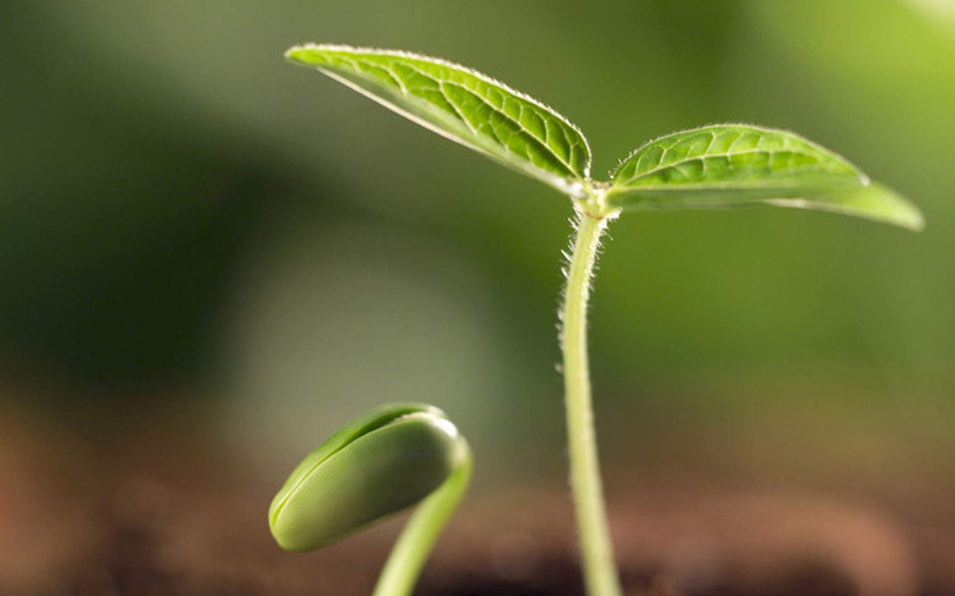唯美清新绿色植物花卉高清摄影素材图片欣赏图片