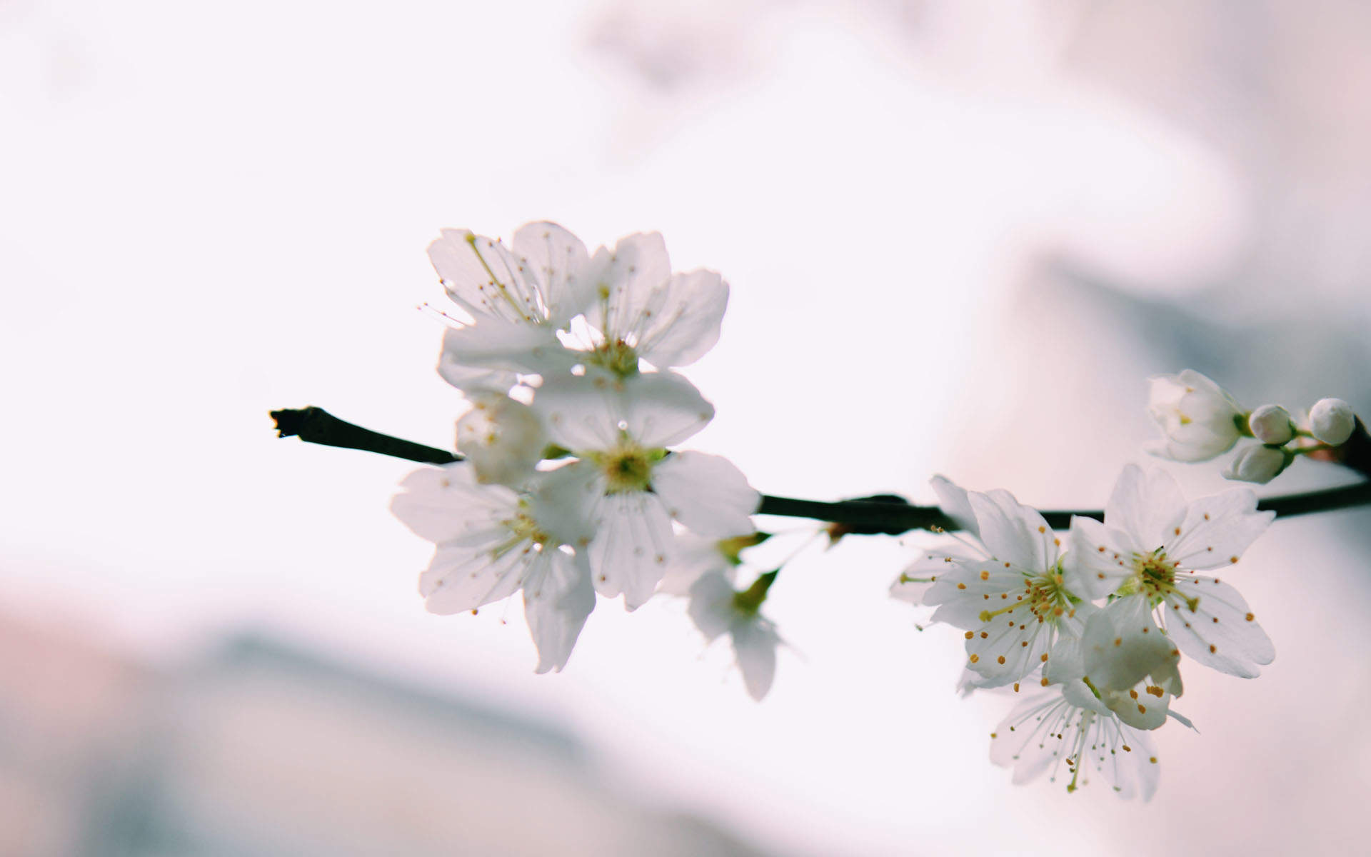 梅花图片