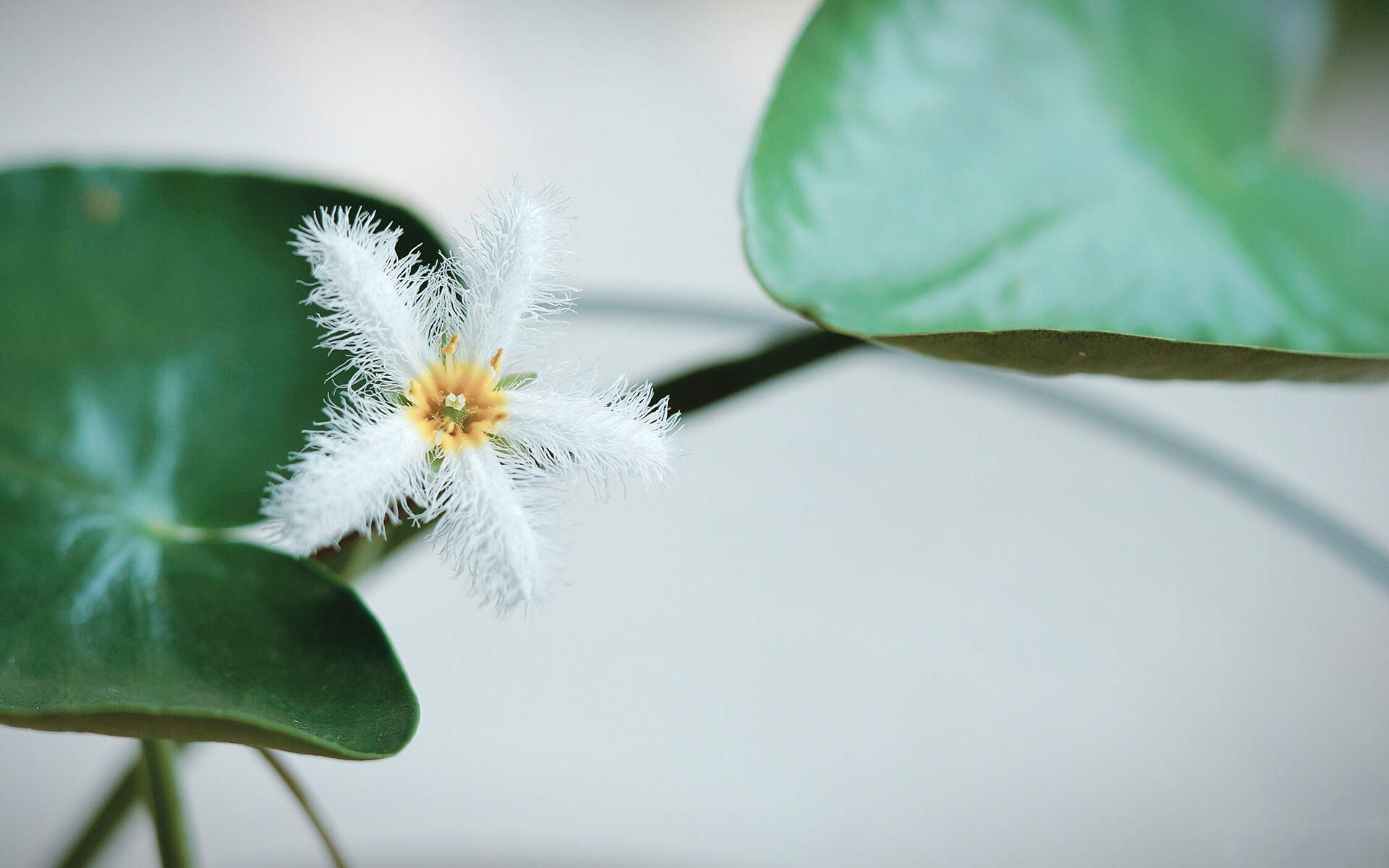 绿色植物图片