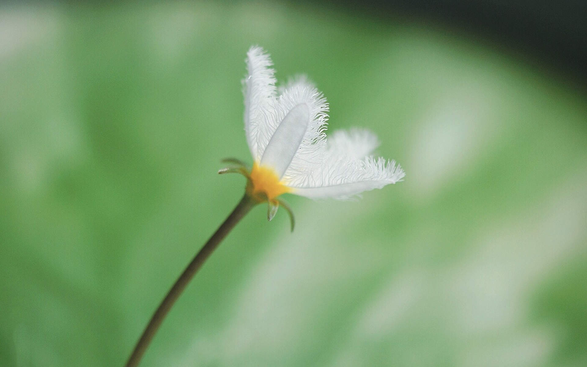 绿色植物图片
