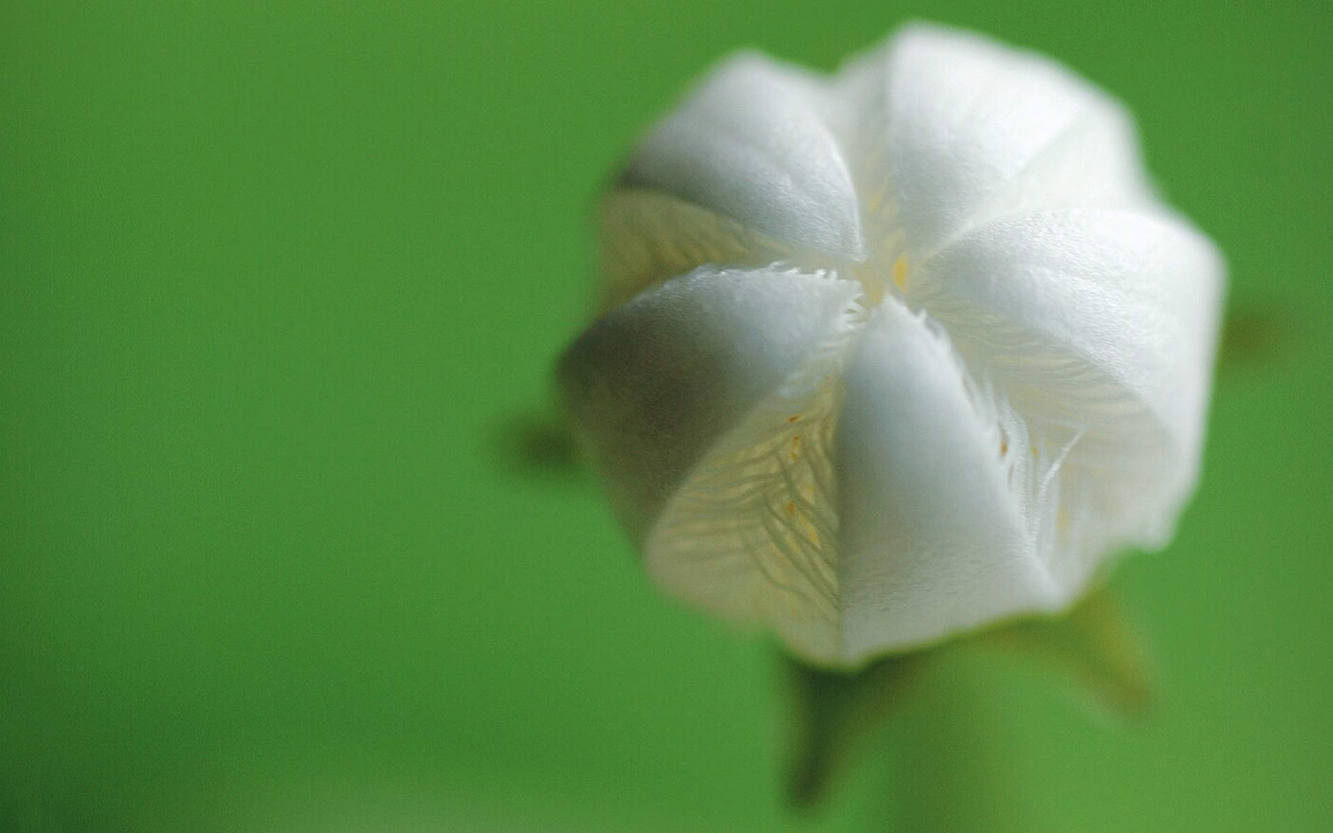 绿色植物图片