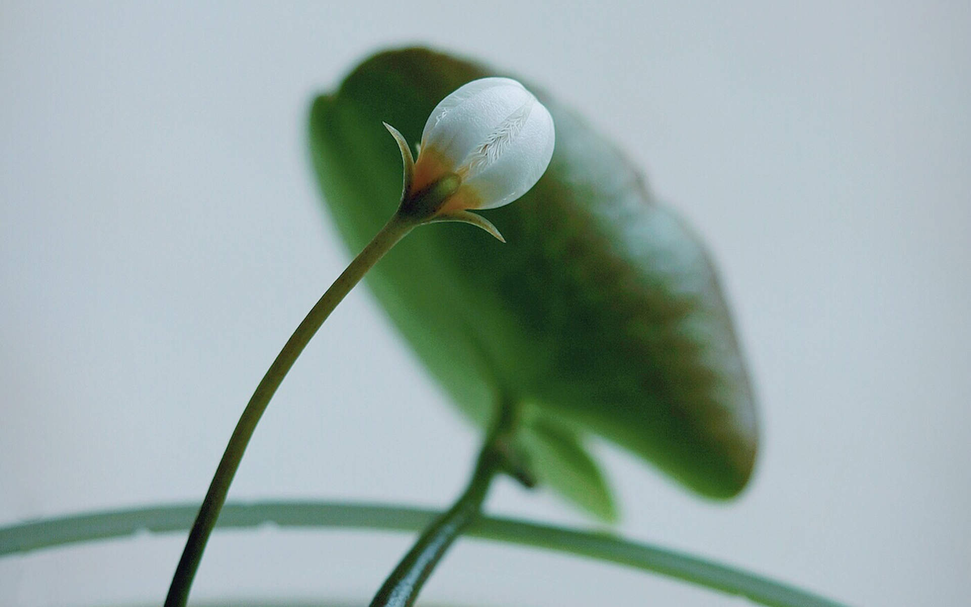 绿色植物图片