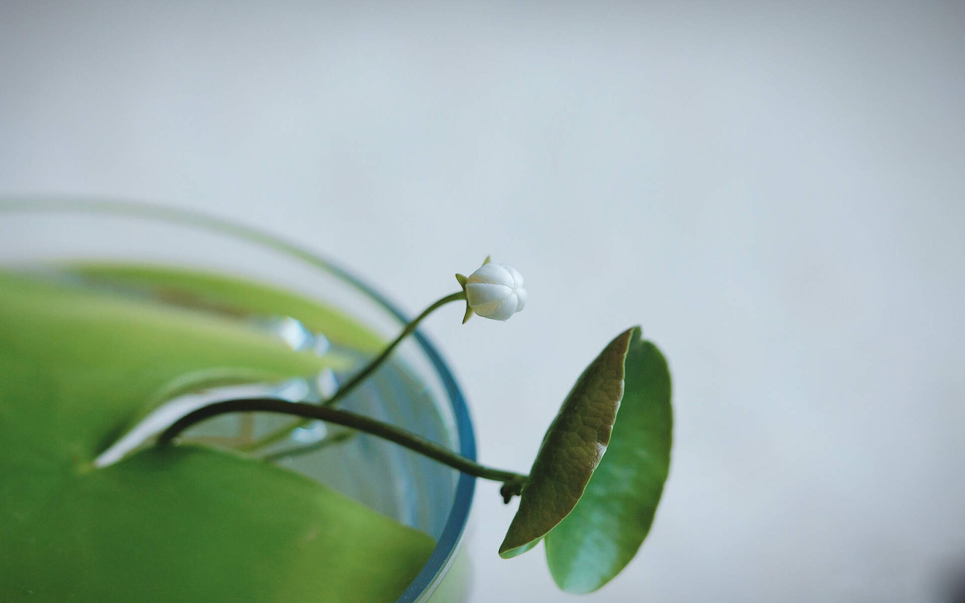 绿色植物图片