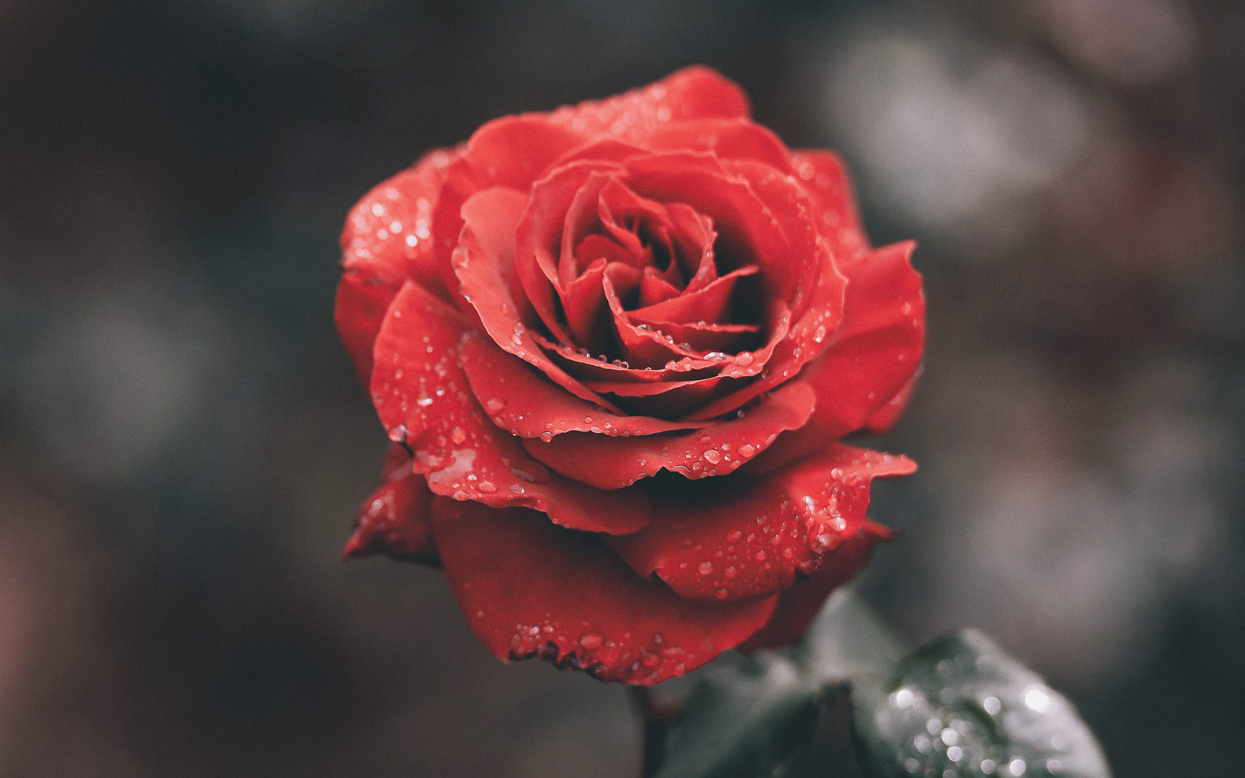 玫瑰花图片