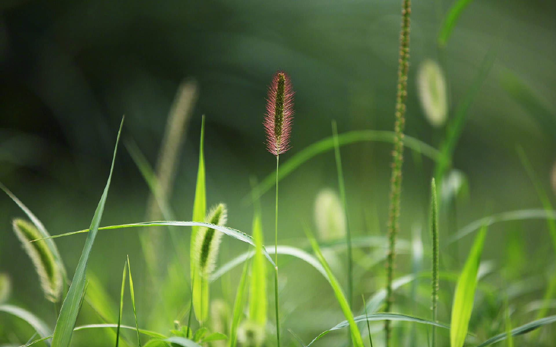 绿色植物图片