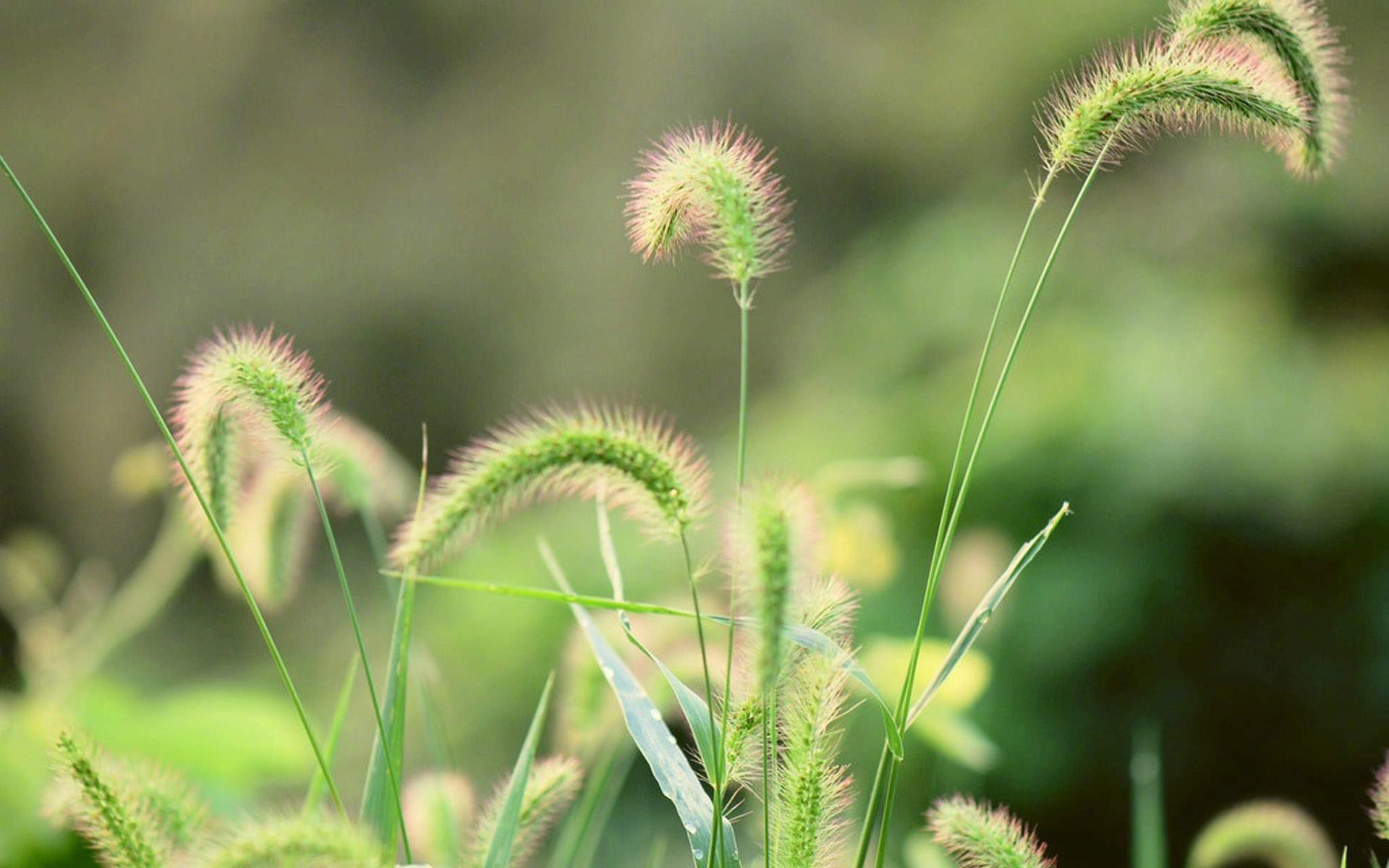 绿色植物图片
