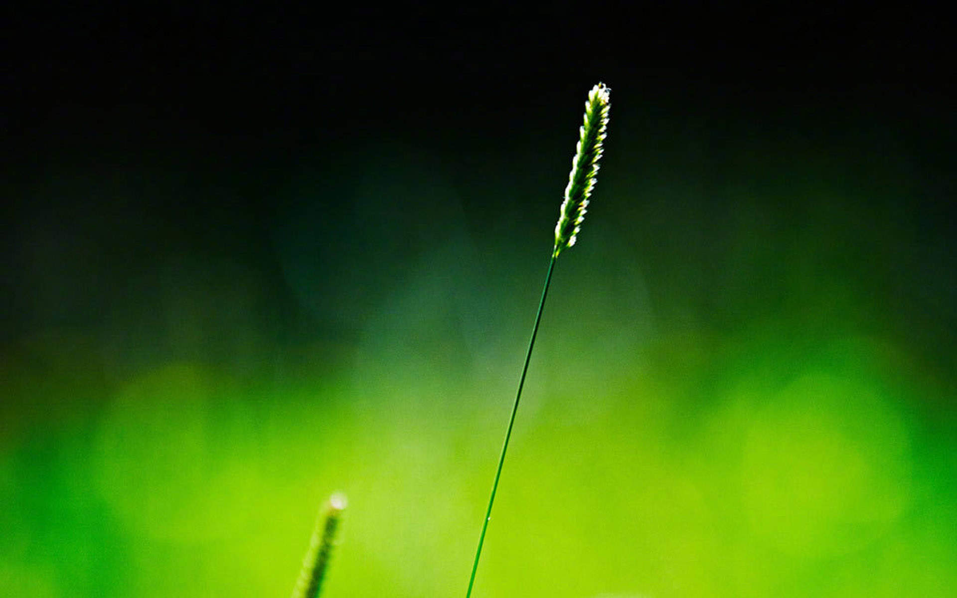 绿色植物图片