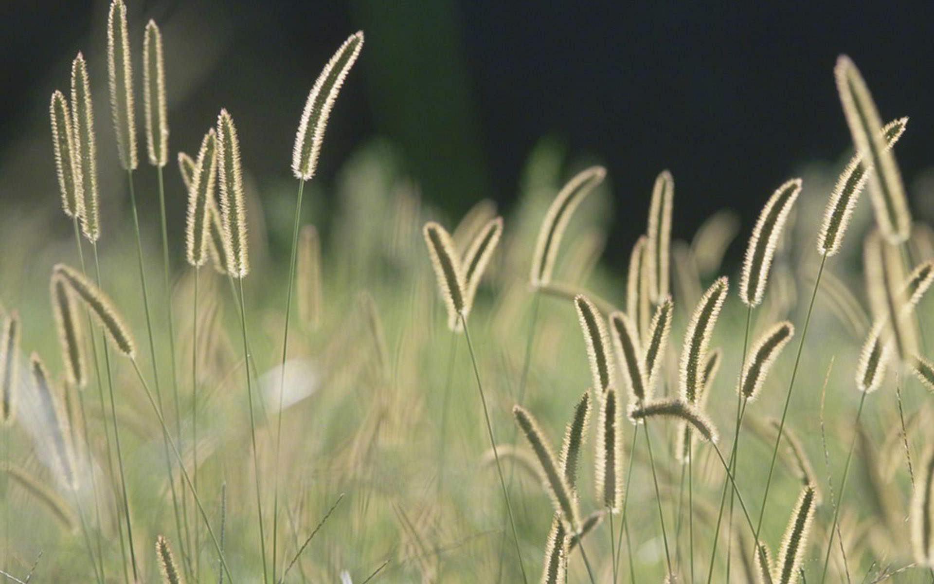绿色植物图片