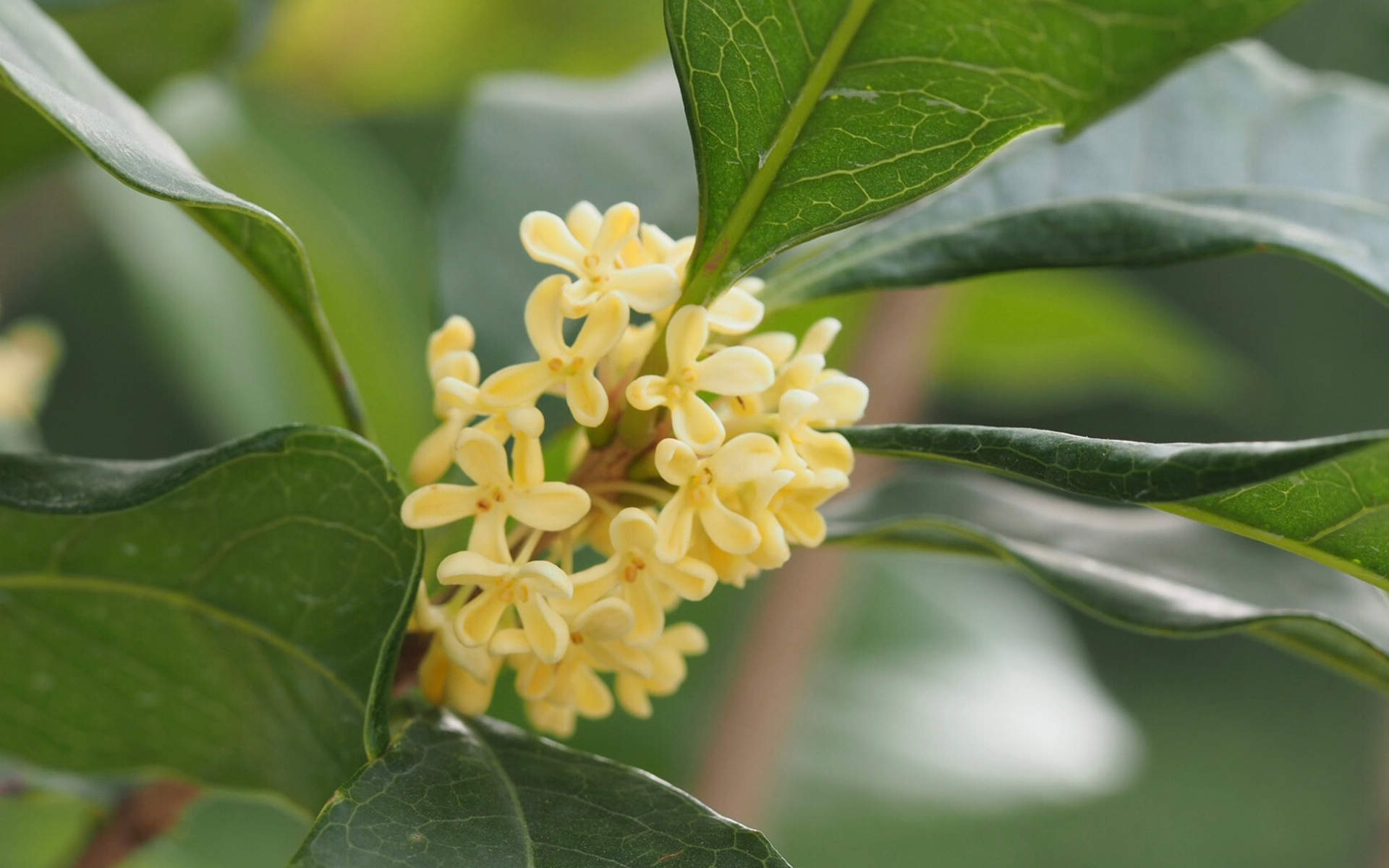 桂花图片