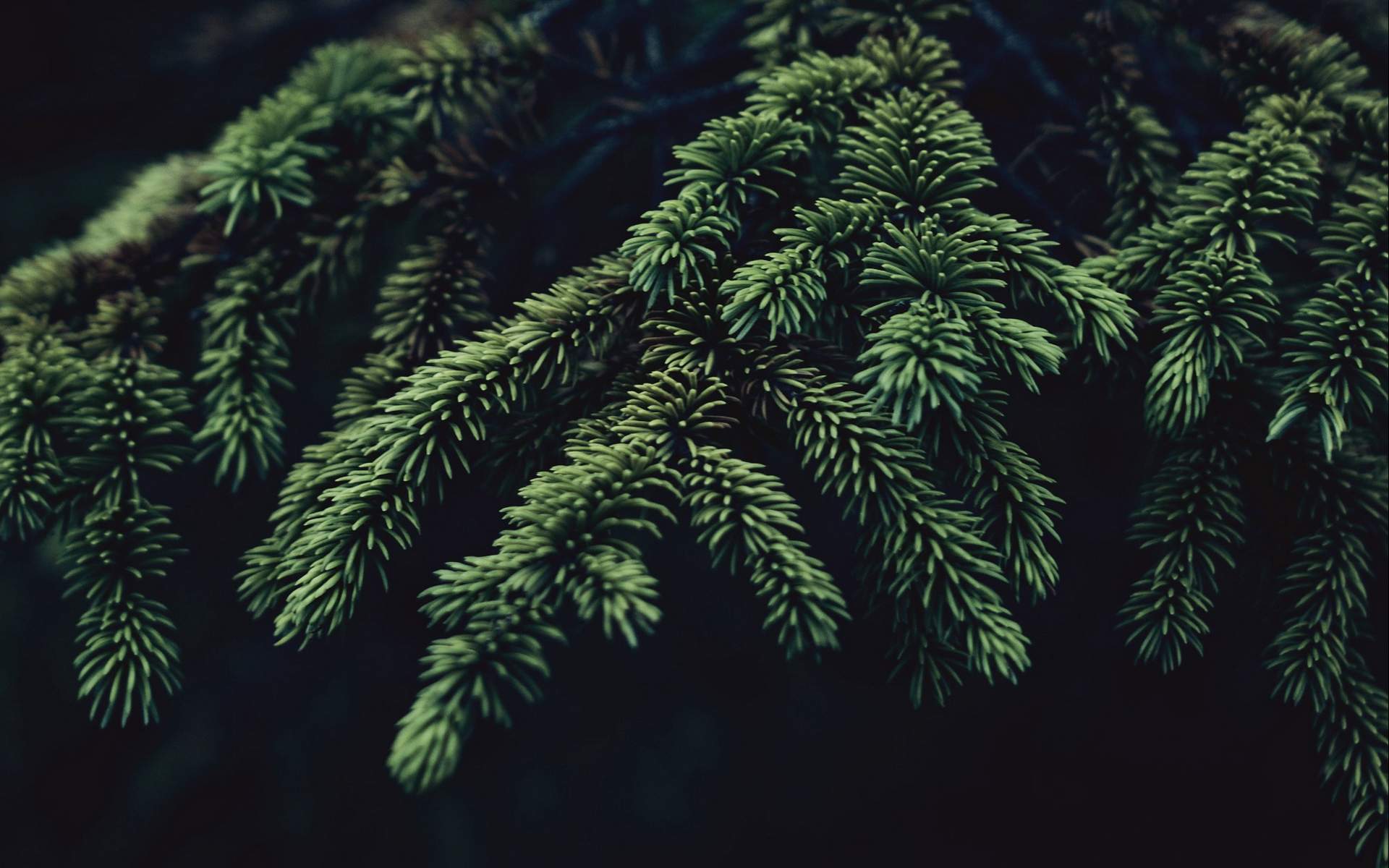 绿色植物图片
