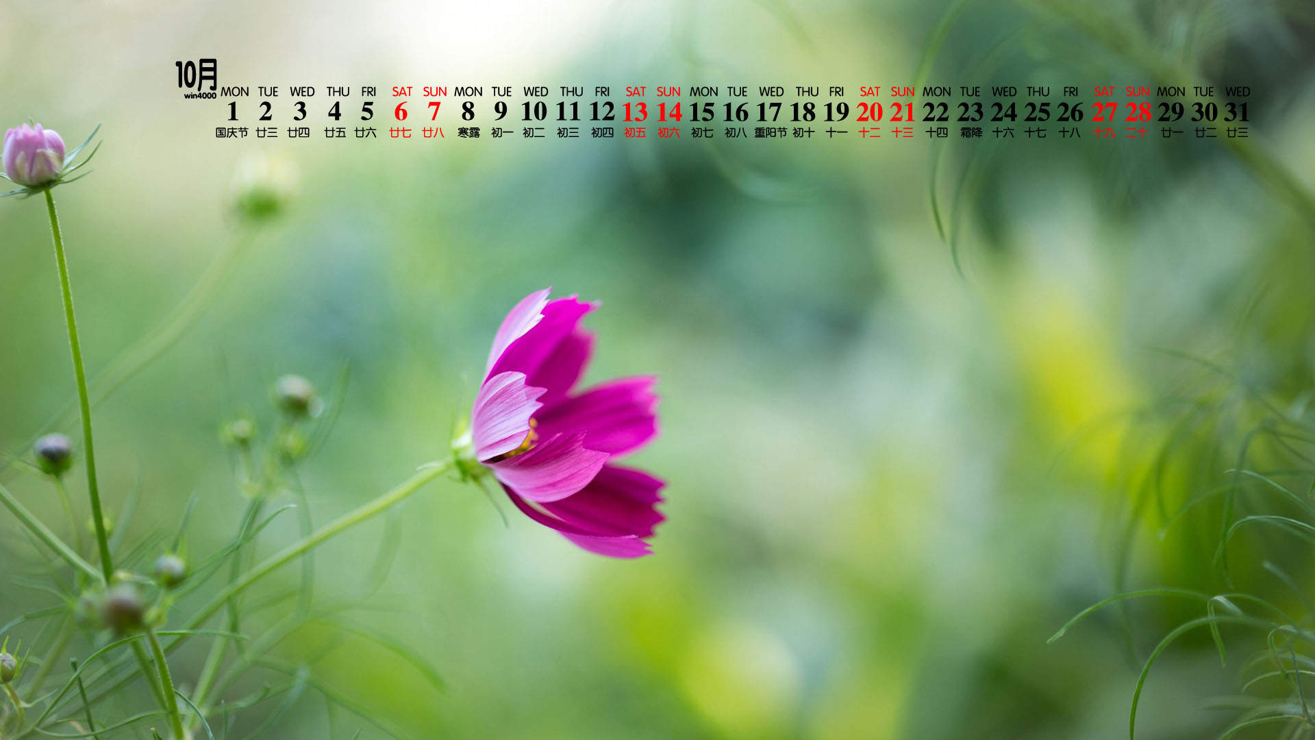 唯美清新绿色植物花卉高清摄影素材图片欣赏图片