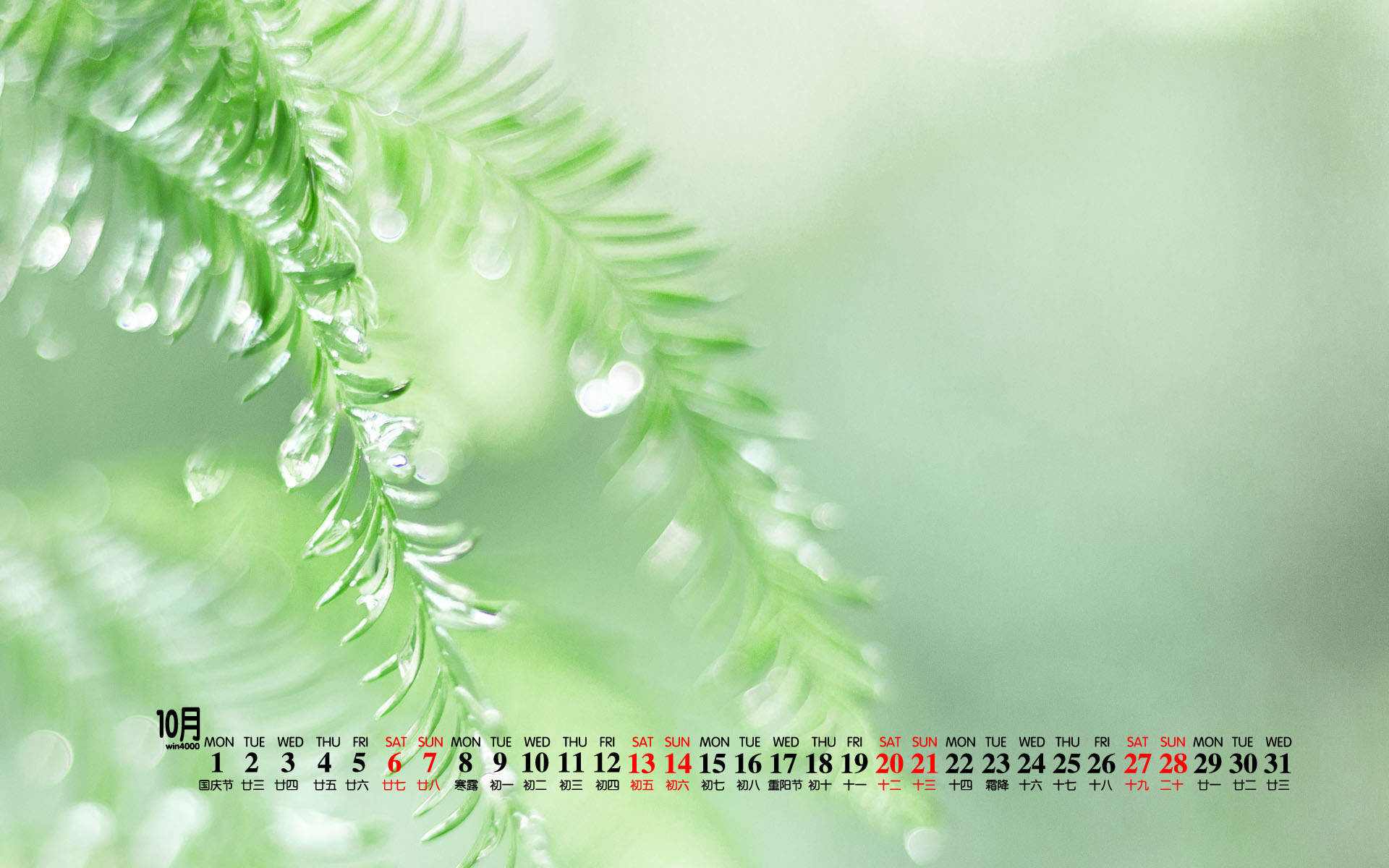 可爱的小雏菊小清新桌面壁纸图片