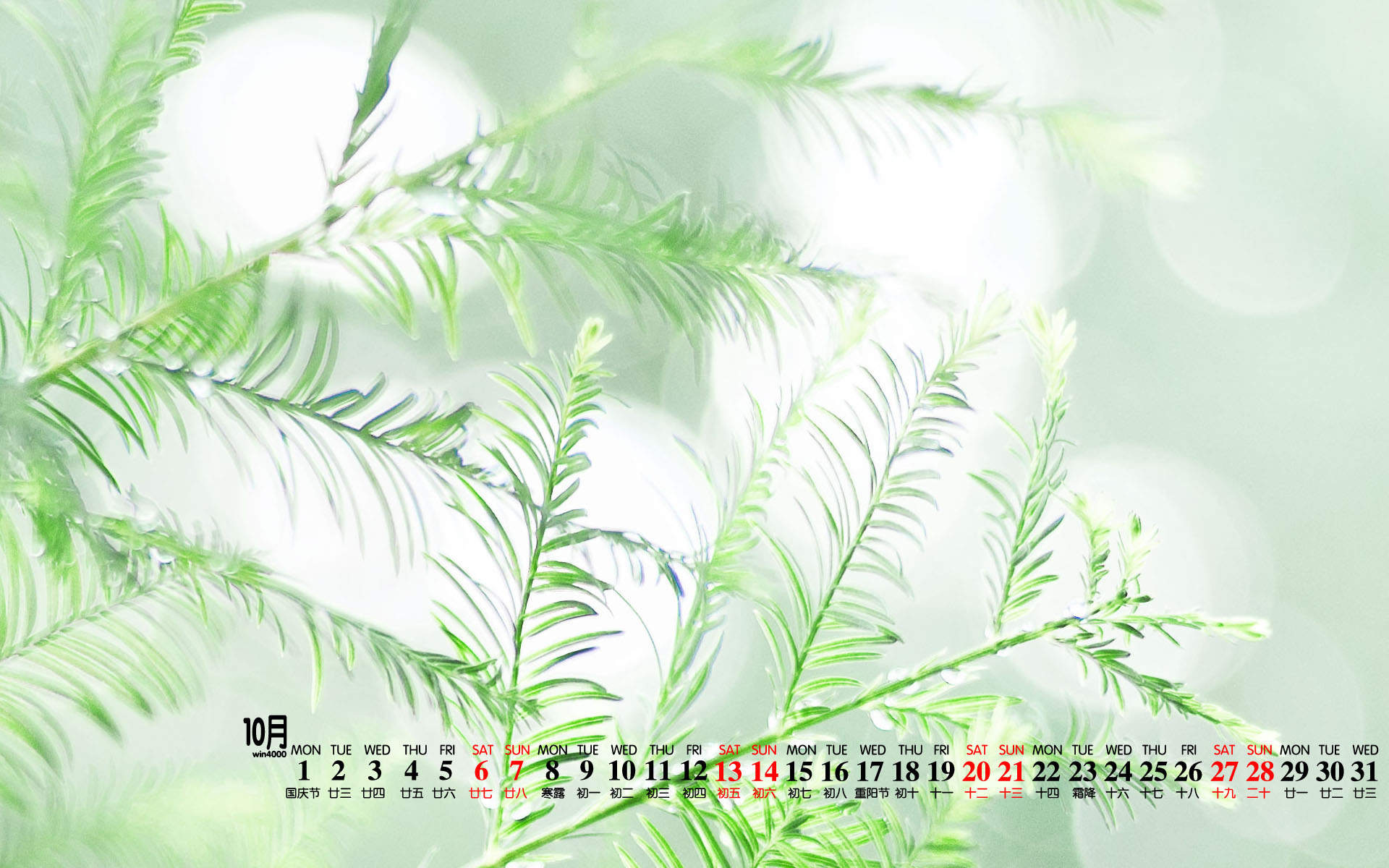 可爱的小雏菊小清新桌面壁纸图片