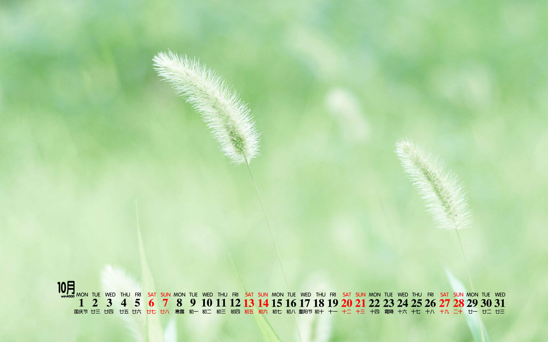 可爱的小雏菊小清新桌面壁纸图片
